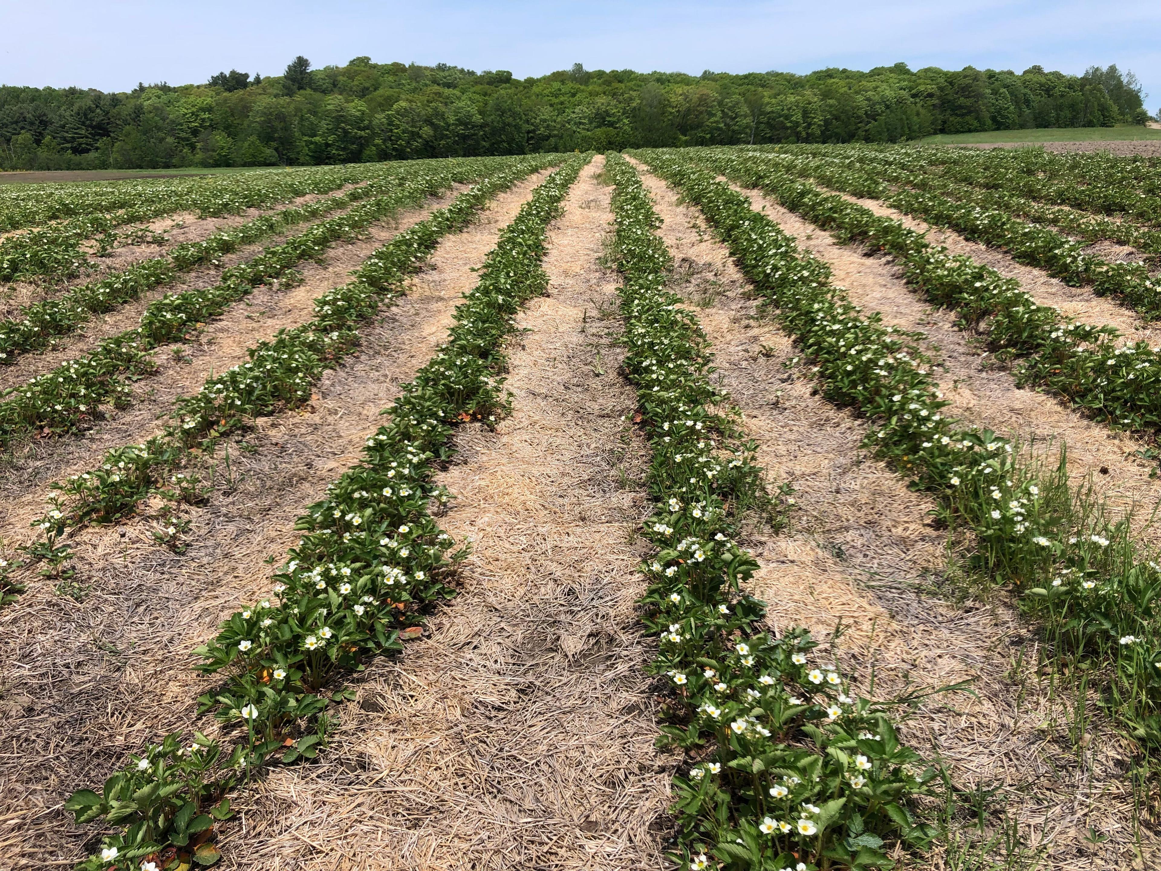 Taylor Strawberry Farm