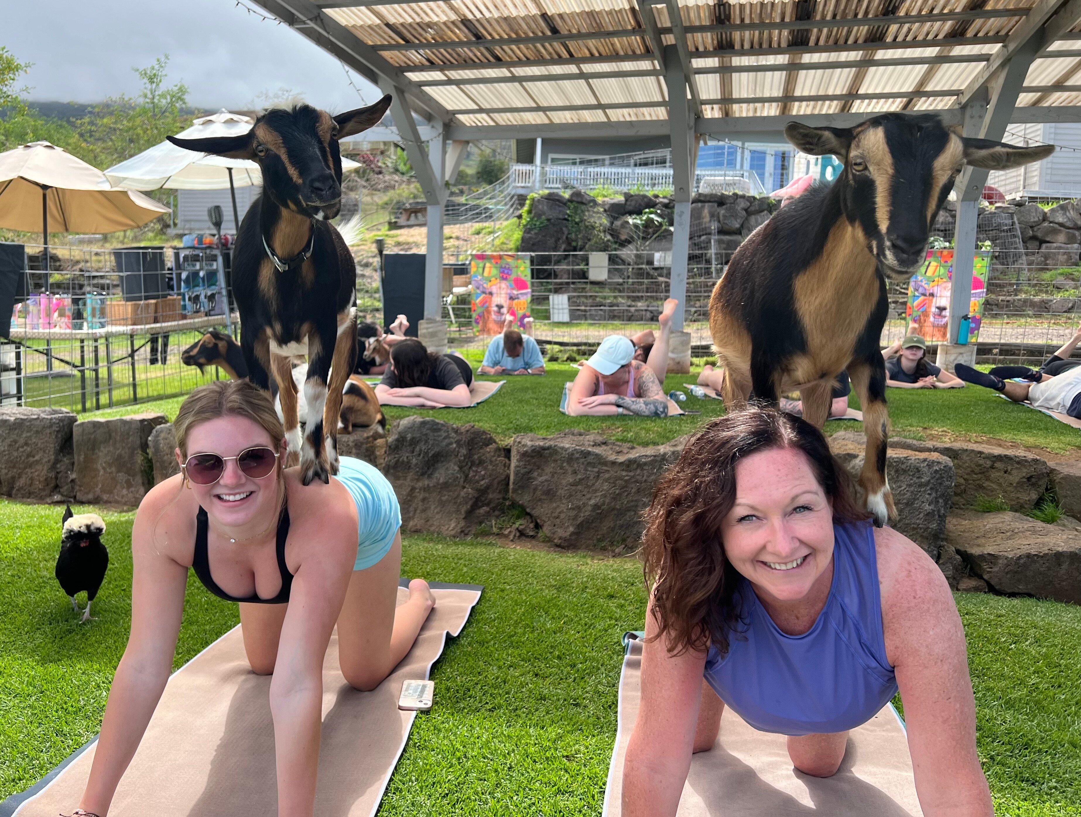 Maui Goat Yoga