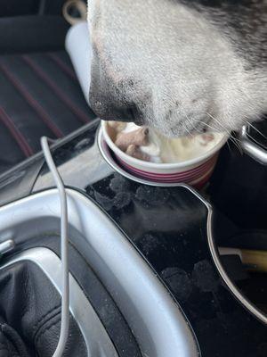 Eating a "pup cup" in the car.  He loved it!