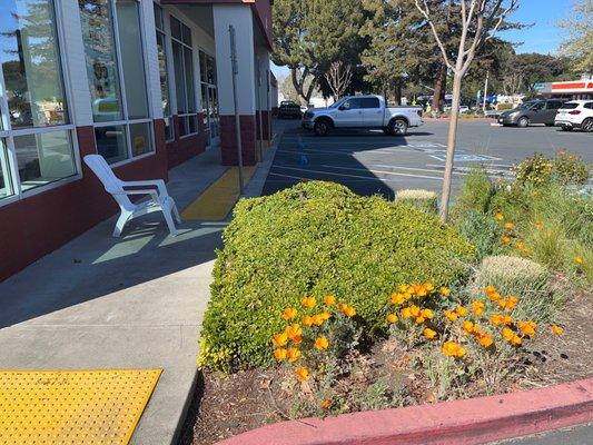 California poppies in the lot