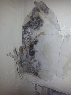 Black Toxic Mold In the units. I had a mold inspection because the apartment manager said it wasn't mold