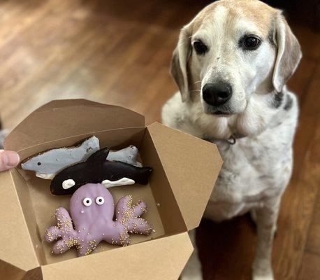 River Dog always offers the cutest, themed treats. The taste is Sadie-approved!