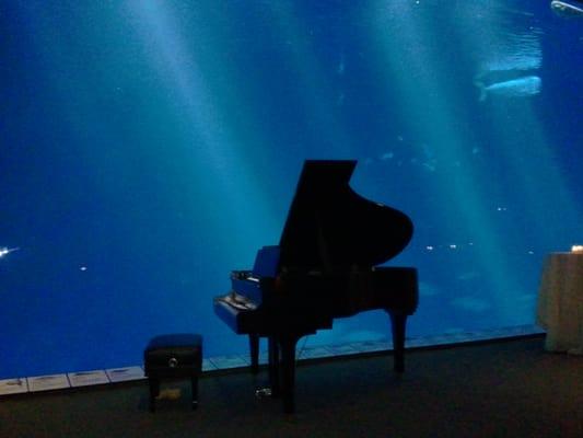 kawai Grand at the Aquarium in Monterey for the Nokia event that evening.