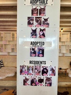 Adoptable cats