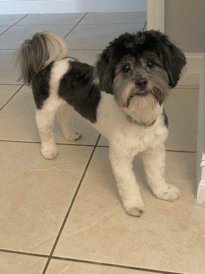 Oreo after his grooming