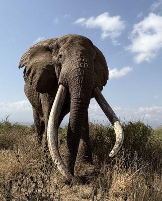 Craig - The Oldest elephant in Africa.