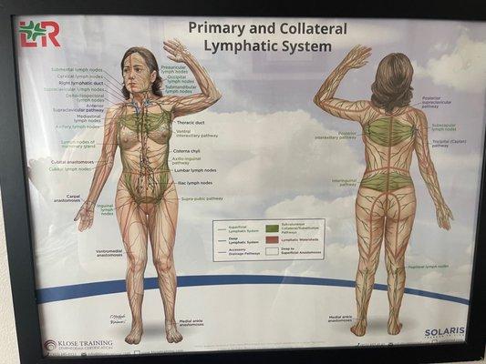 Lymphatic system diagram