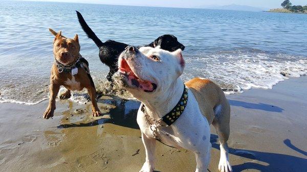 Beach time with Paco and Daisy!