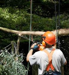 Young's tree Service