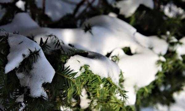 Snowy branch