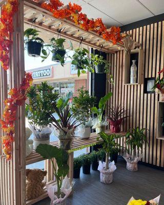 SHOP FOR PLANTS AT OUR SHOP!