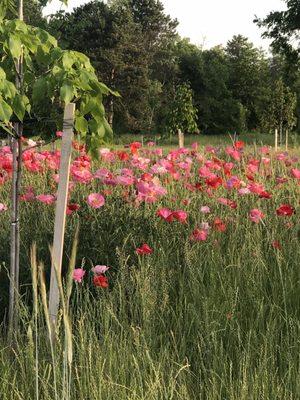 Wildflowers on the new whirlpool trails