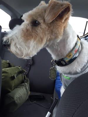 Bilbo side face view looking like a true wire fox terrier