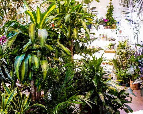 Talise Garden indoor premium plants.