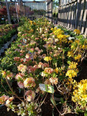 Azaleas  Evergreen and deciduous All in Bloom in their shade house the fragrance is  Refreshing