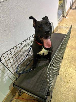 Pepper lovin' the treadmill at Bow Wow