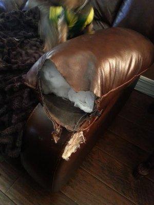 Damaged arm rest by dog