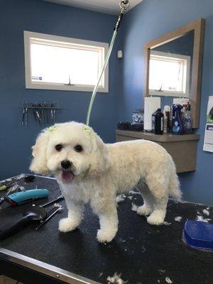 Here he is after his grooming with Linda