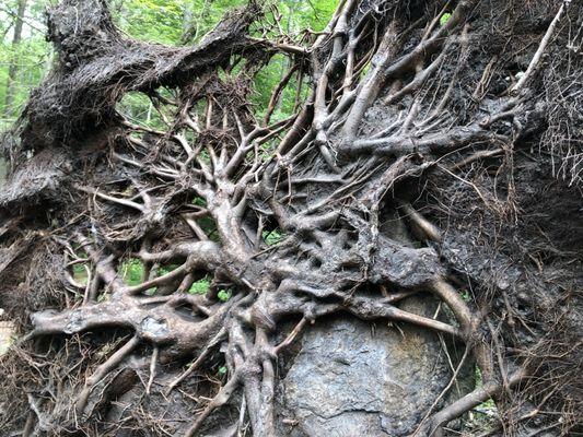 Cool web of tree roots