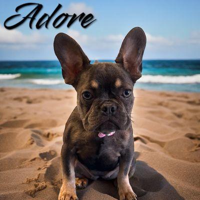 Adore- Frenchie Bath