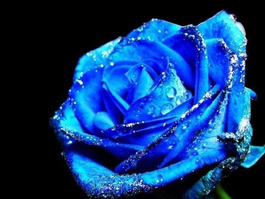 A blue rose true blue