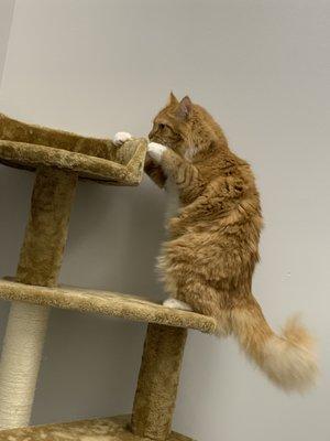 Ari likes our cat tree!