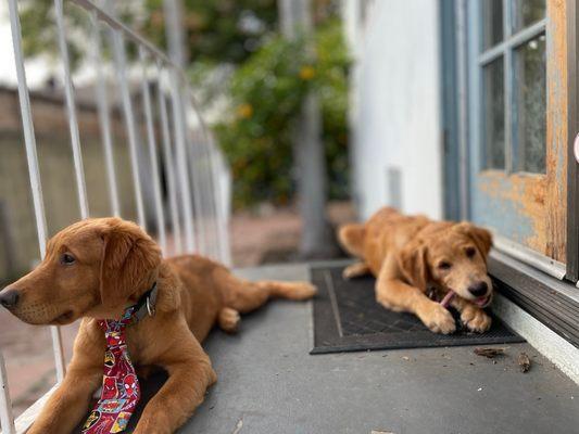 Harley and Itchy