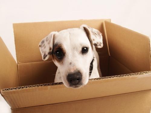 Special tips when you moving with pets!