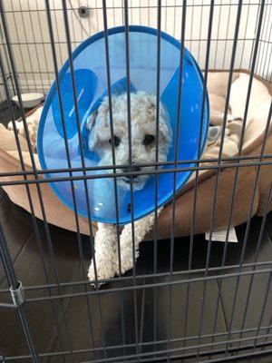 Cone head for 2 weeks