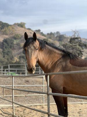 Sycamore Canyon Equestrian Center