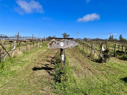 ACORN Winery