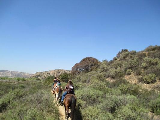 looking at vultures