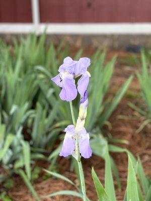 Beautiful flowers