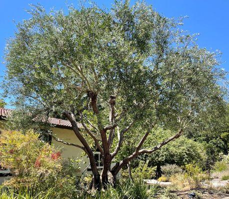 Olive tree after pruning