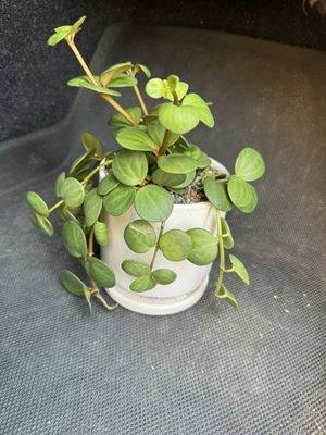 $35 for the pot and plant and an extra four dollars to plant it for me with rocks on top for aesthetics. Cheaper than a bouquet of flowers.