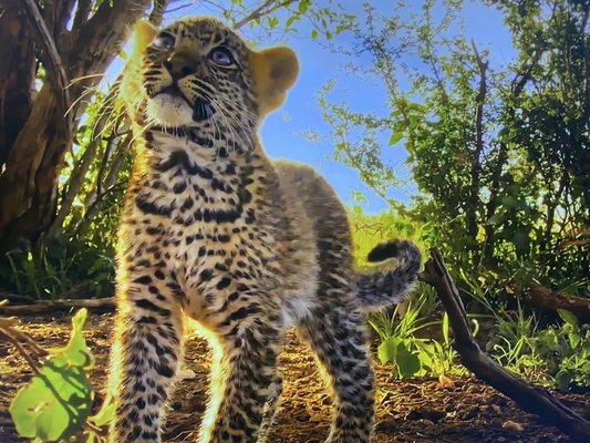 A baby leopard in the wild. Being able to get around and away from danger.