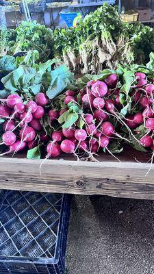 Radishes!