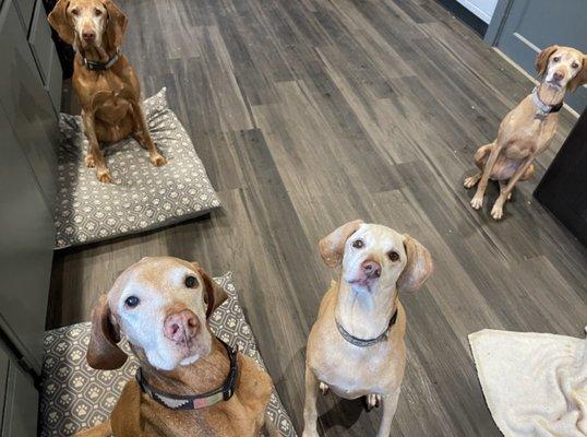 Vizsla party