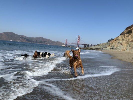 Shiner running on the beach in SF