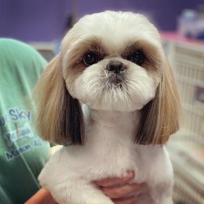 Sweet Shih Tzu