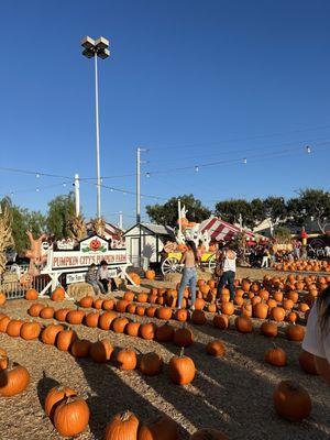 Pumpkin City's Christmas Trees