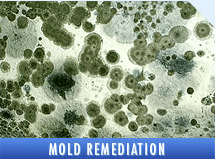 Expert certified Mold Remediation. All work gauranteed.