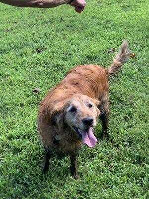 Woody, enjoying a mud hole at the dog park in Medford, NJ