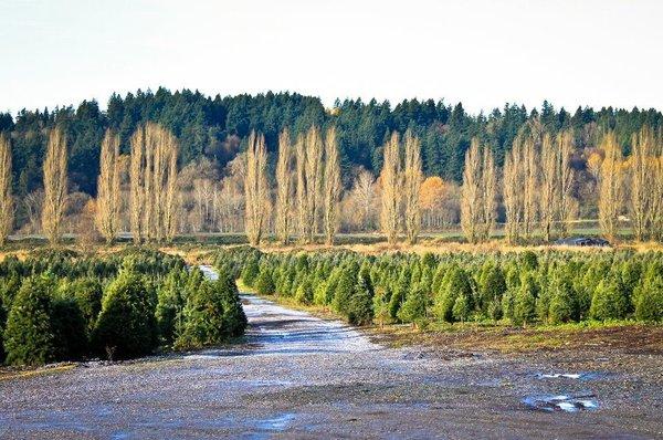 McMurtrey's Red-Wood Christmas Tree Farm