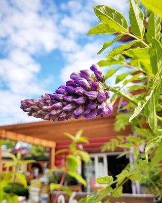 Wisteria