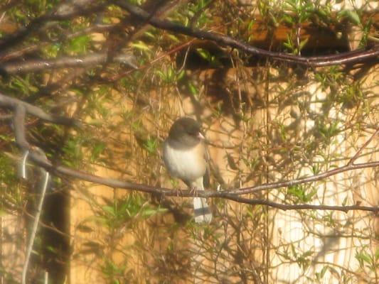 Frontal view of 1st year female Black-eyed Junco