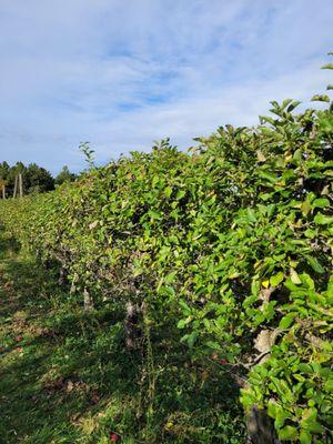 Apple trees