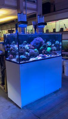 New saltwater display!