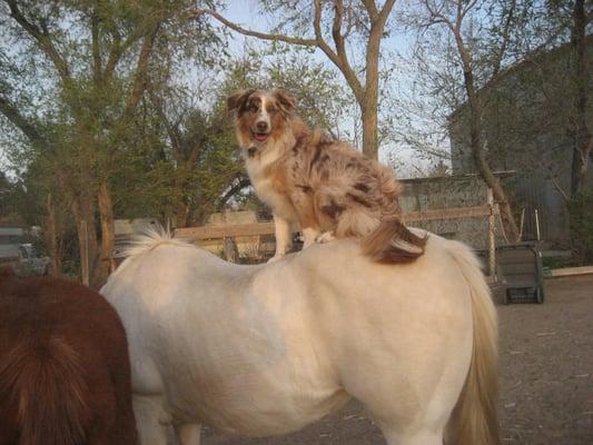 Horse excepting the dog on its back and the dog staying there for a ride.