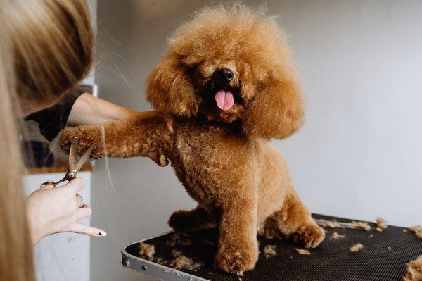 Premium In-Home Dog Grooming Service in LA its all about the comfort of your dog